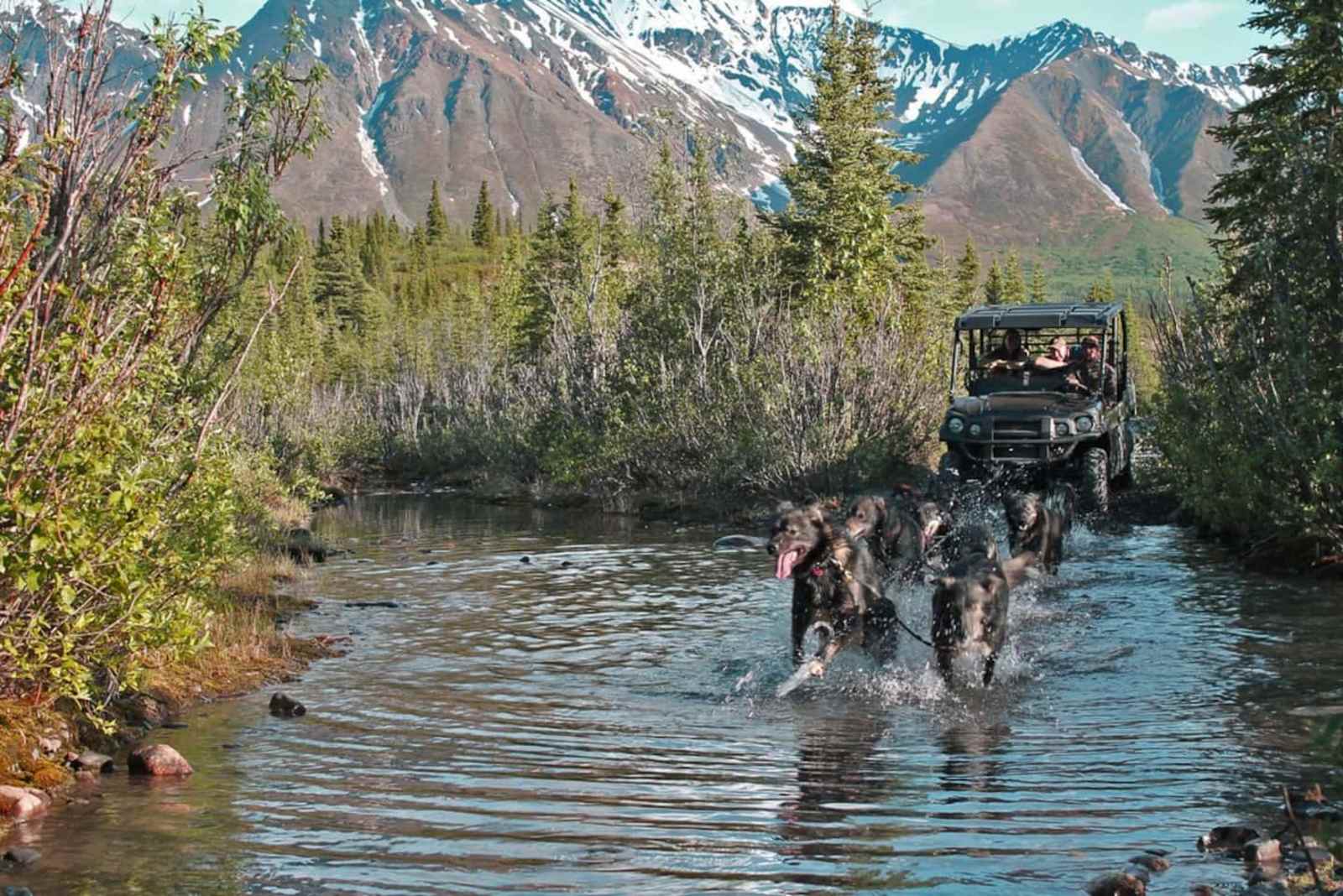 Wildthingz Dog Mushing - Cantwell, Alaska - glamping.directory