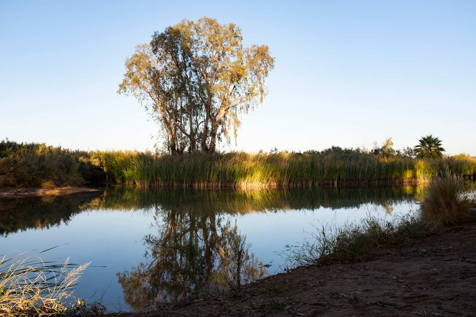 Oasis Ranch - Westmorland, California - glamping.directory