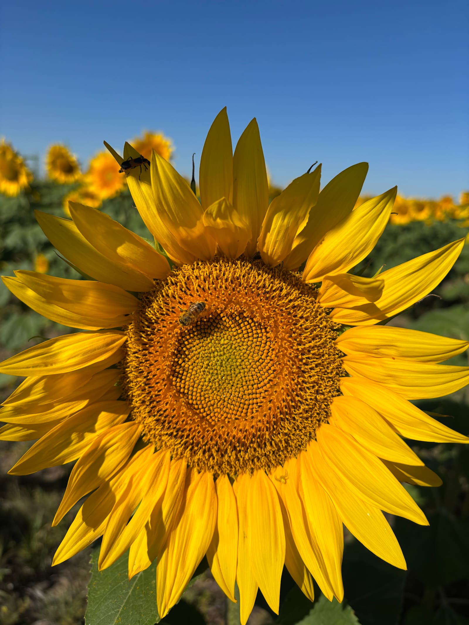 Highway 59 - Seibert, Colorado - glamping.directory