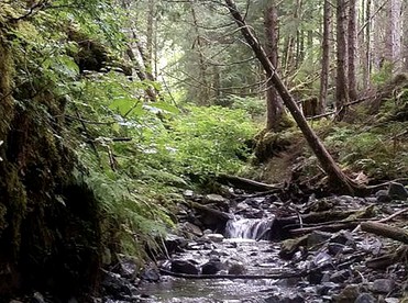 Charming A-Frame Cabin Rental on Prince of Wales Island in Hollis, Alaska - Hollis, Alaska - glamping.directory