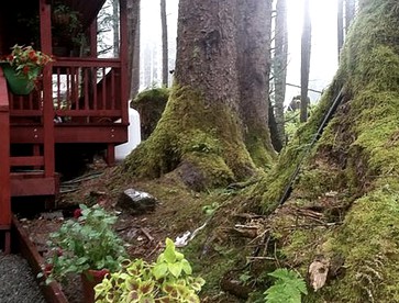 Charming A-Frame Cabin Rental on Prince of Wales Island in Hollis, Alaska - Hollis, Alaska - glamping.directory