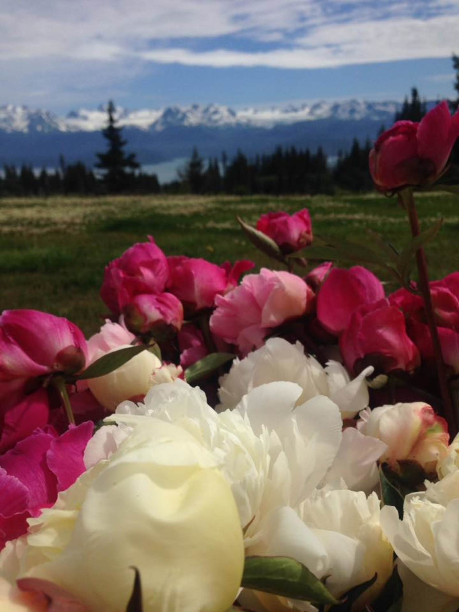 Lazy J Ranch - Homer, Alaska - glamping.directory