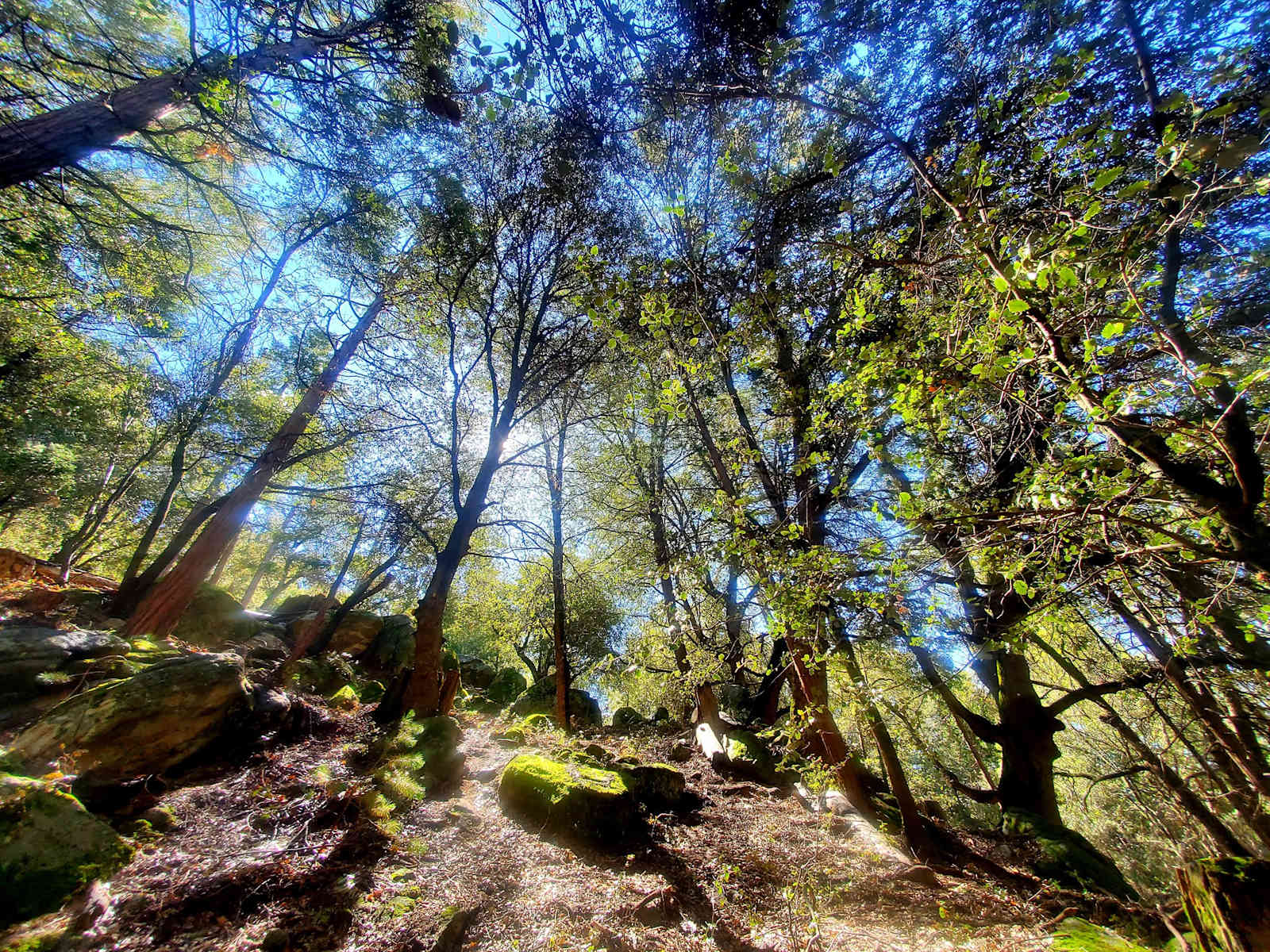 Serene forest privacy for 4WD - Idyllwild, California - glamping.directory