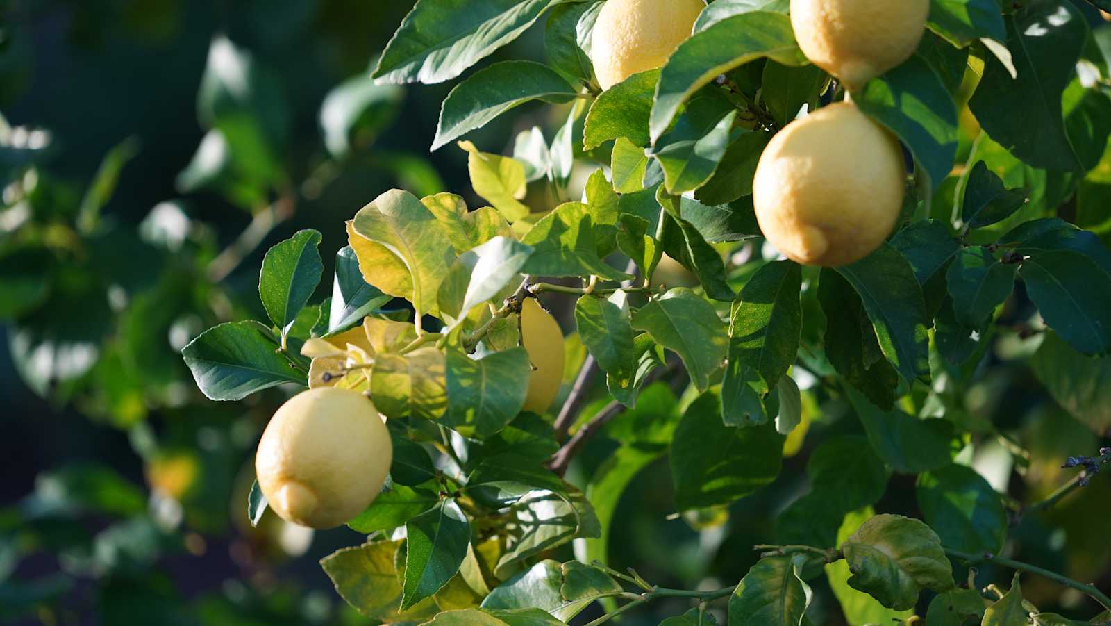 Zava Ranch - Avocado & Lemon Grove - Somis, California - glamping.directory