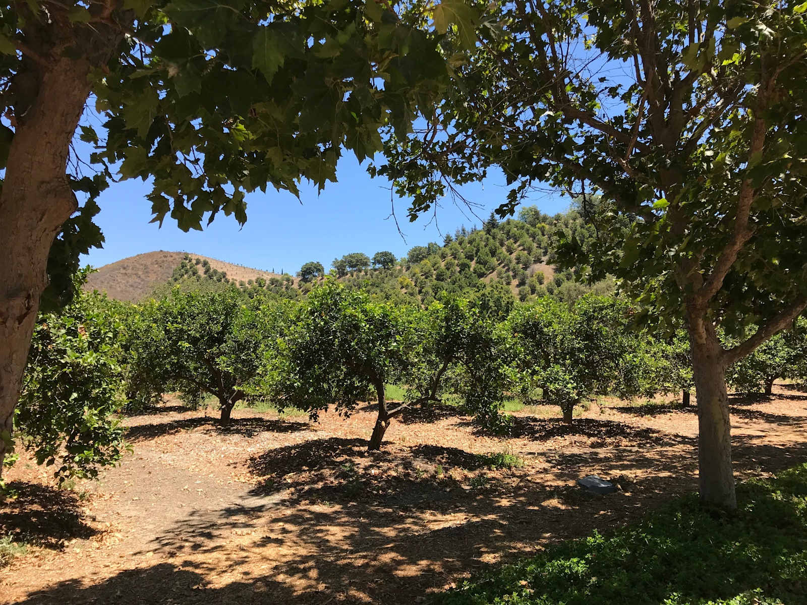 Zava Ranch - Avocado & Lemon Grove - glamping.directory