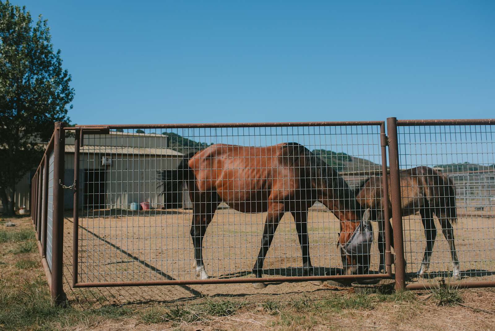 Organic farm and horse camp - Los Osos, California - glamping.directory