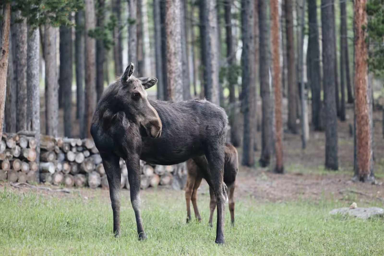 Aspen Forest in Evergreen Colorado - Evergreen, Colorado - glamping.directory