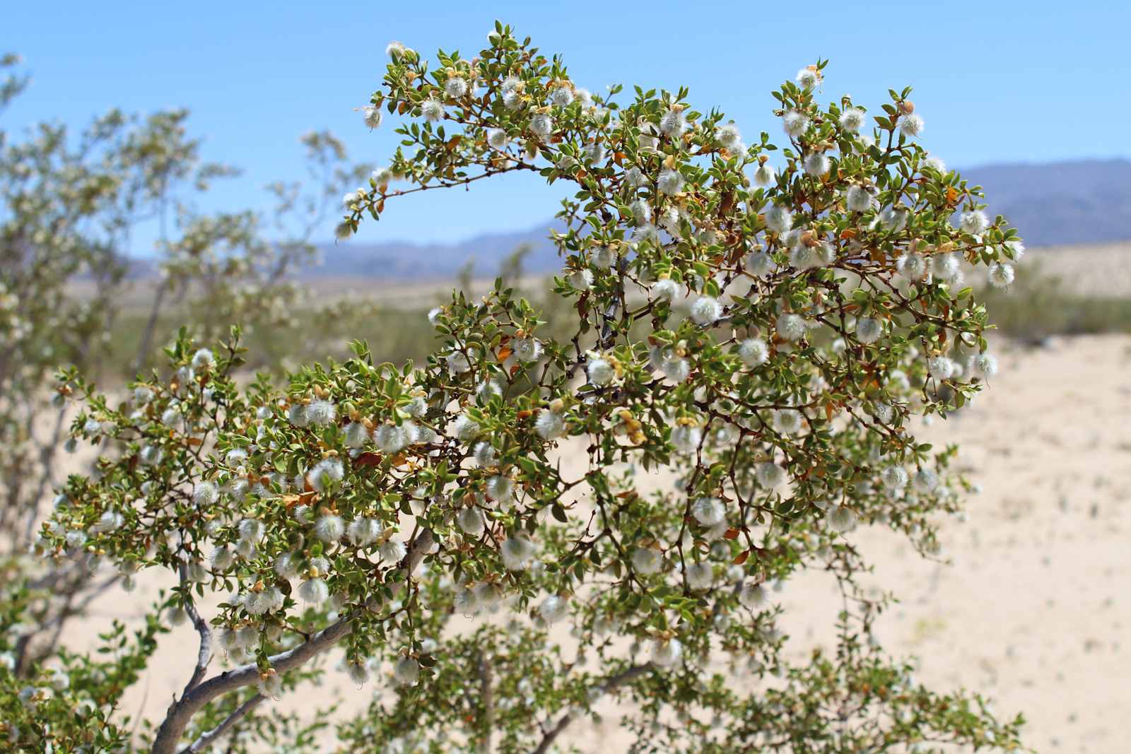 White Sands Camp - Twentynine Palms, California - glamping.directory