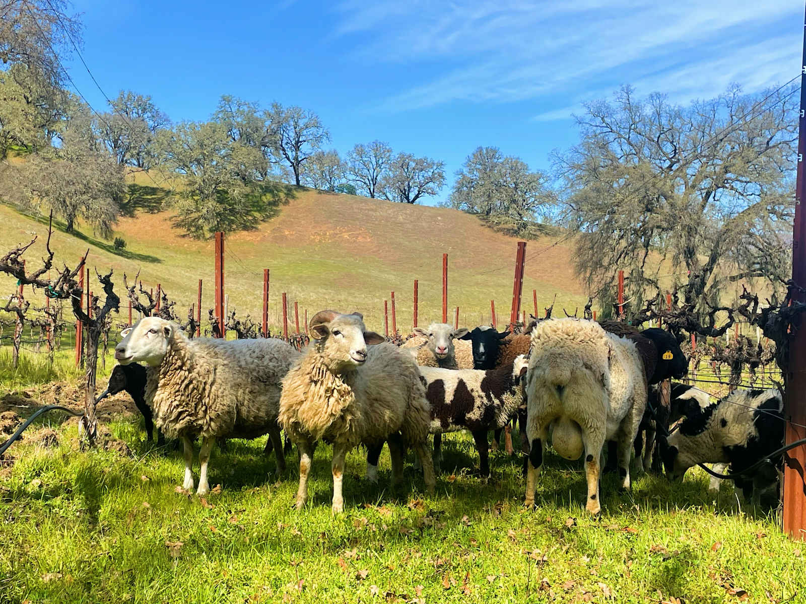 Duncan Peak Vineyards - Hopland, California - glamping.directory
