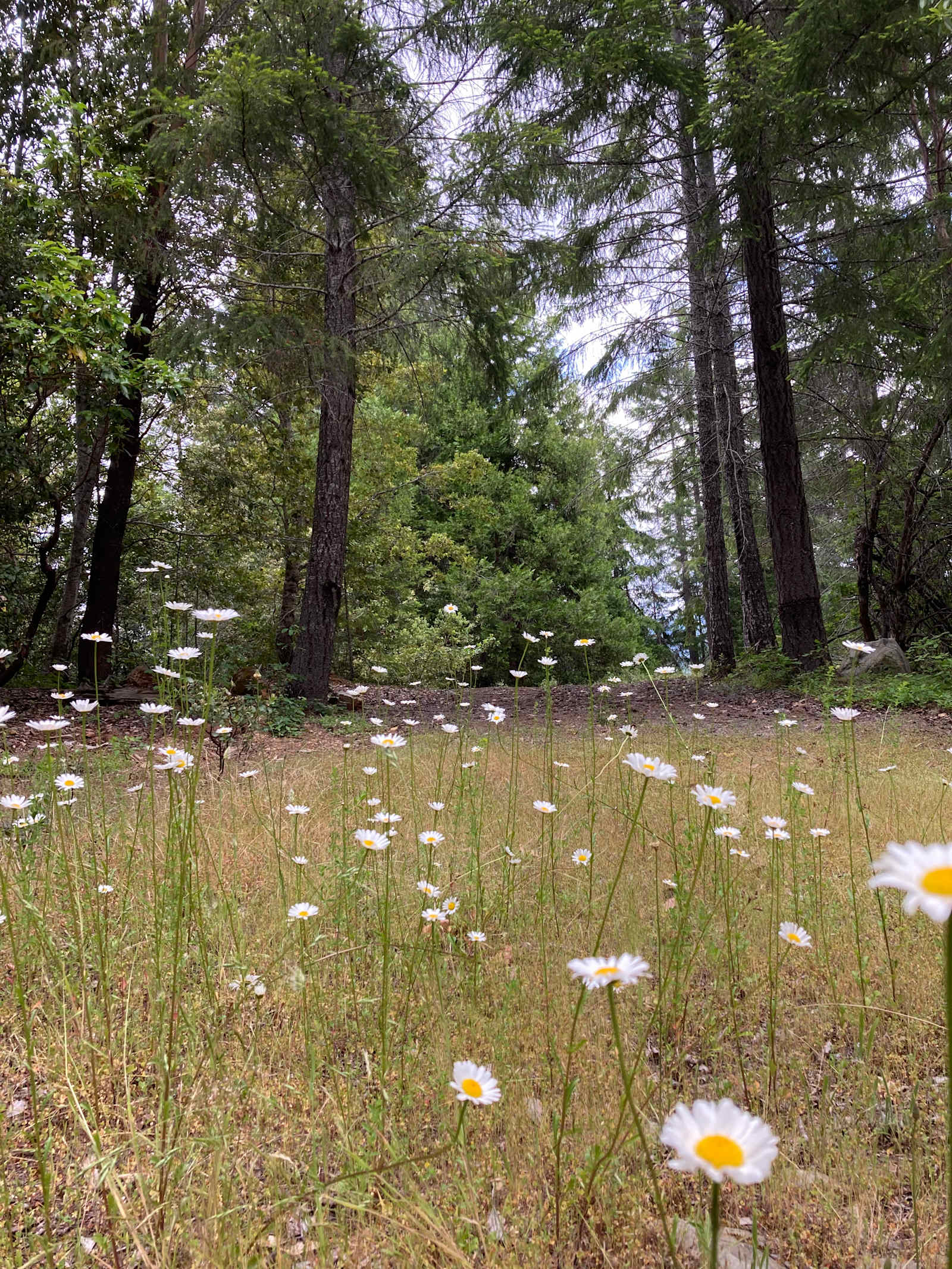 Sugar Pine Camp & Cabin - Willow Creek, California - glamping.directory