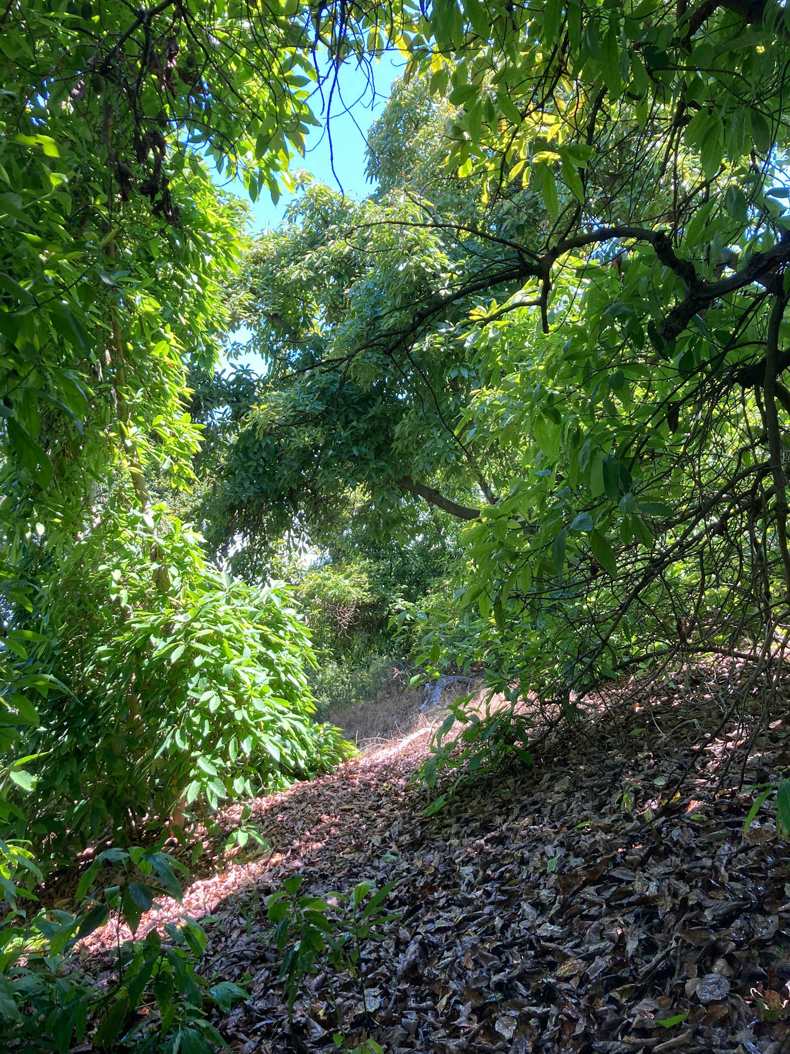 Avocado Farm Retreat - glamping.directory