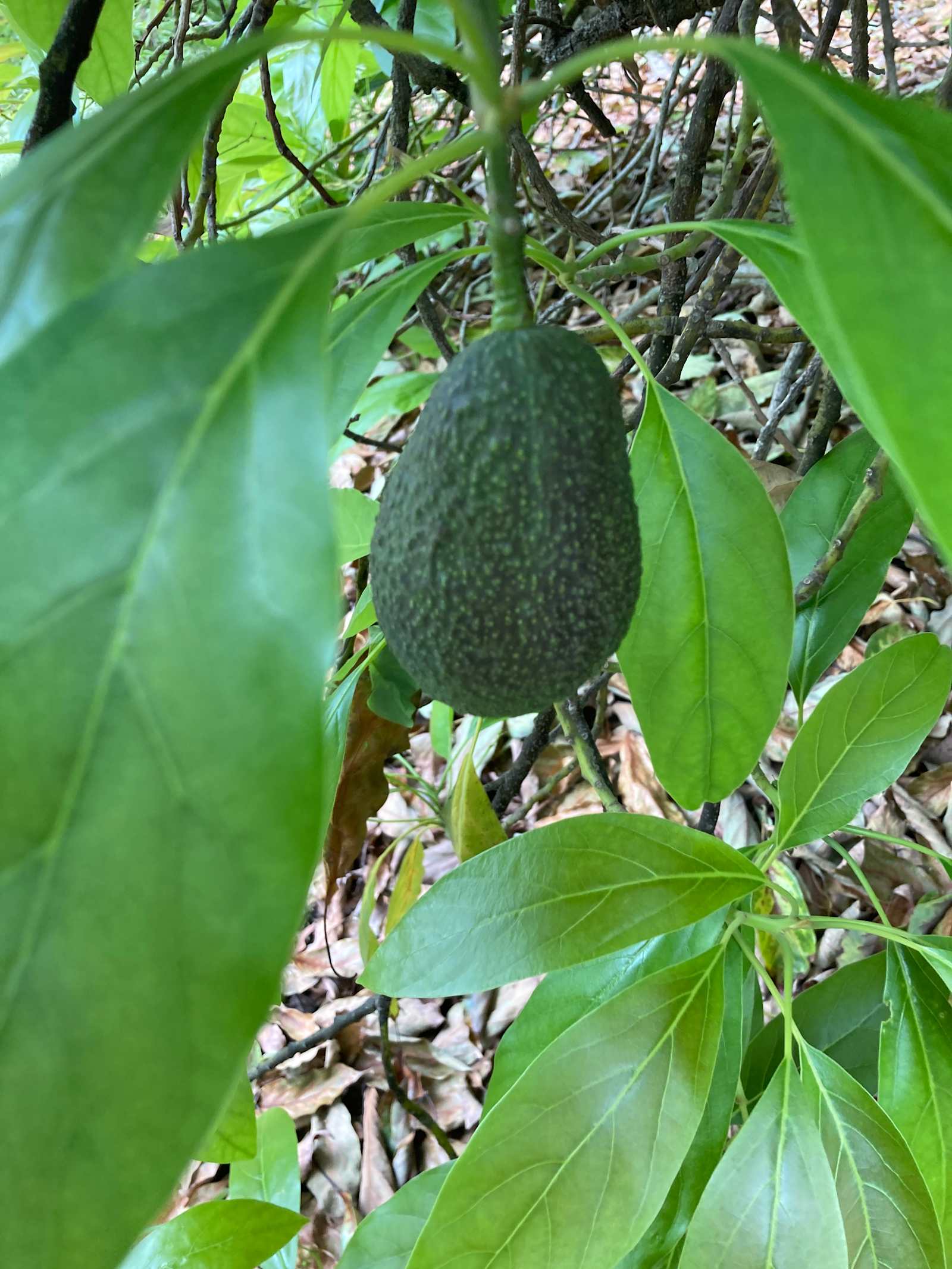 Avocado Farm Retreat - Valley Center, California - glamping.directory
