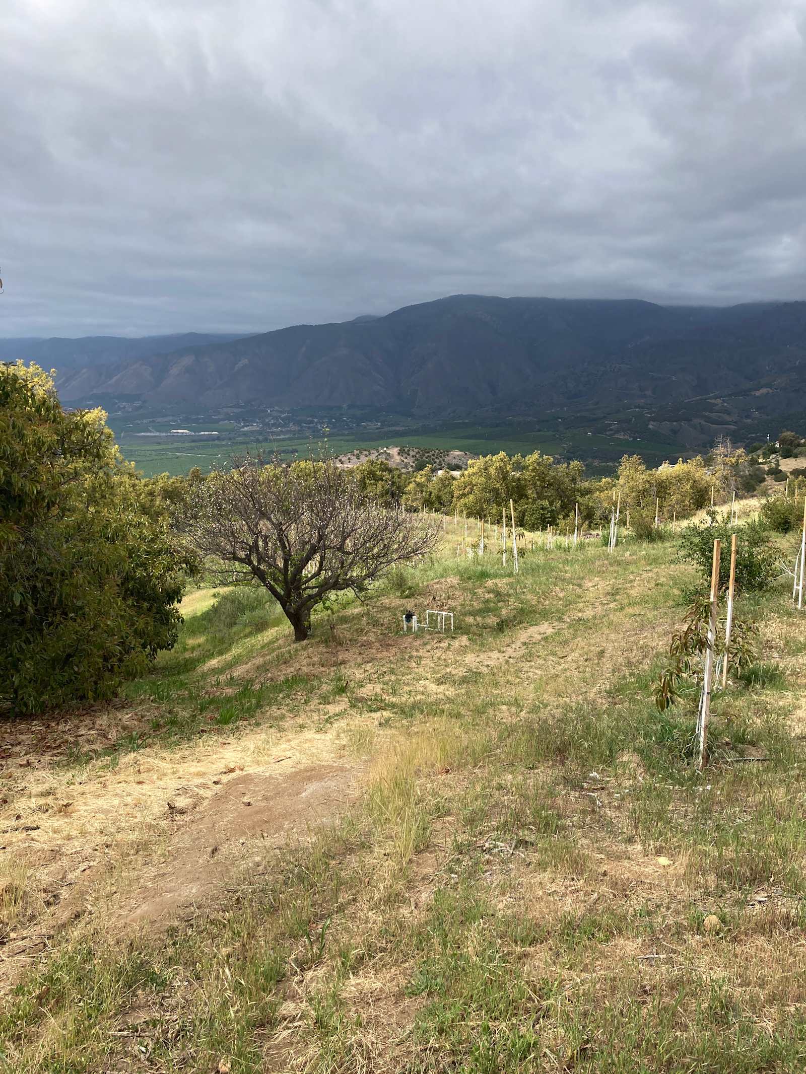 Avocado Farm Retreat - Valley Center, California - glamping.directory