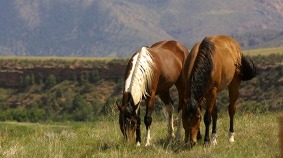 Western-Style Ranch Getaway for Two Guests near Fort Collins, Colorado - Livermore, Colorado - glamping.directory
