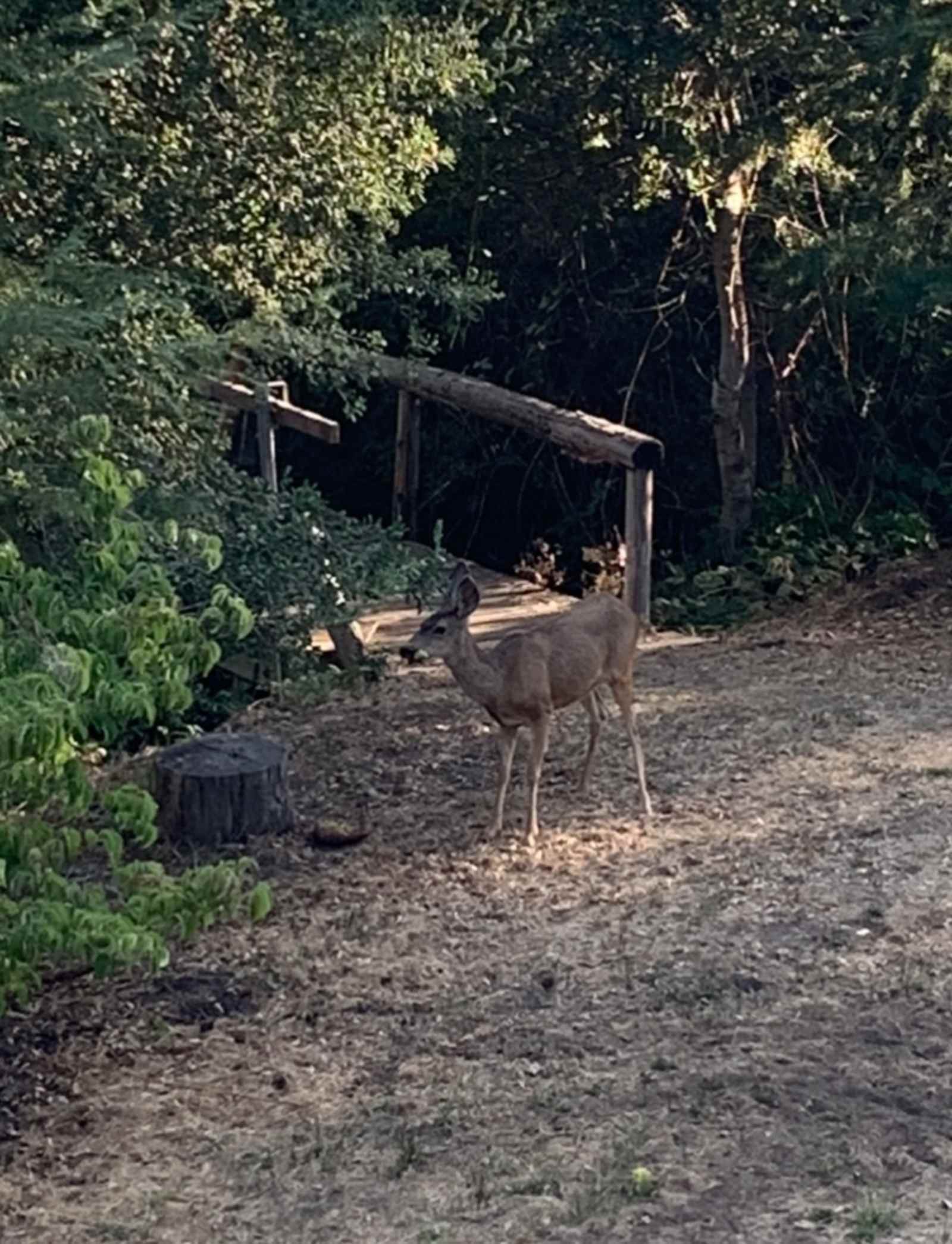 Taste of Nature and Wildlife - Julian, California - glamping.directory