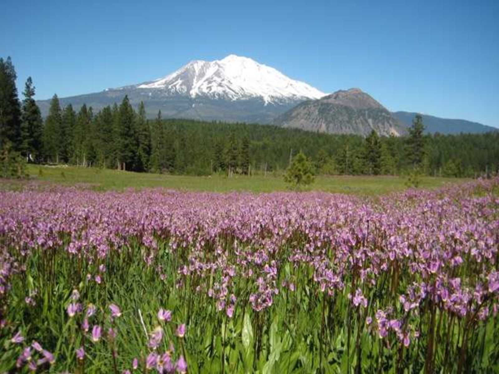ShastaView - Weed, California - glamping.directory