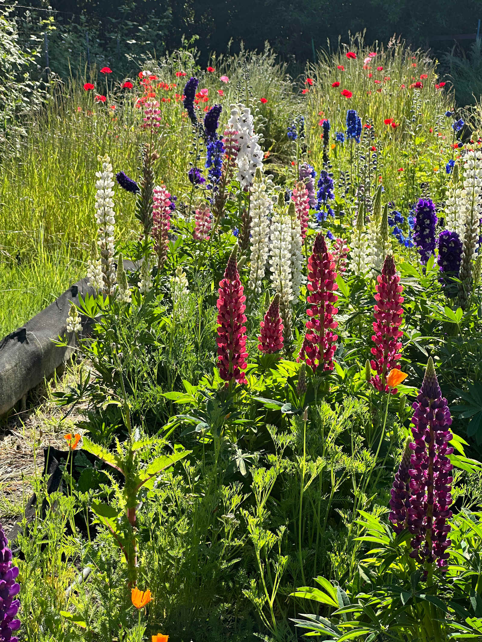 Celebration Retreat - Occidental, California - glamping.directory