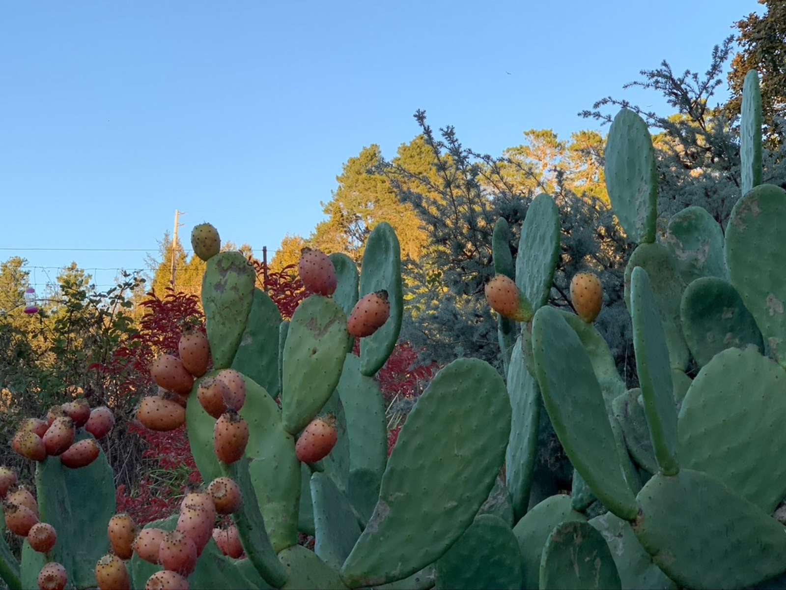 Celebration Retreat - Occidental, California - glamping.directory