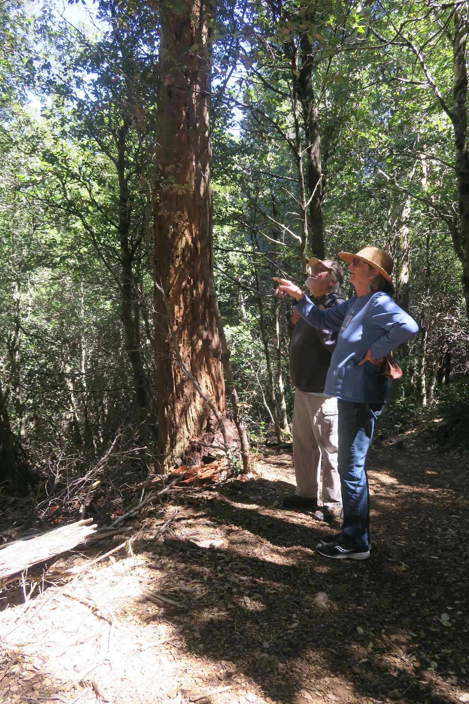 Chemise Mountain Retreat - California - glamping.directory