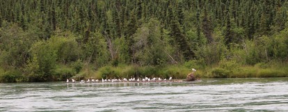 Cozy Family-Friendly Log Cabin for a Fishing Getaway in Soldotna, Alaska - Soldotna, Alaska - glamping.directory