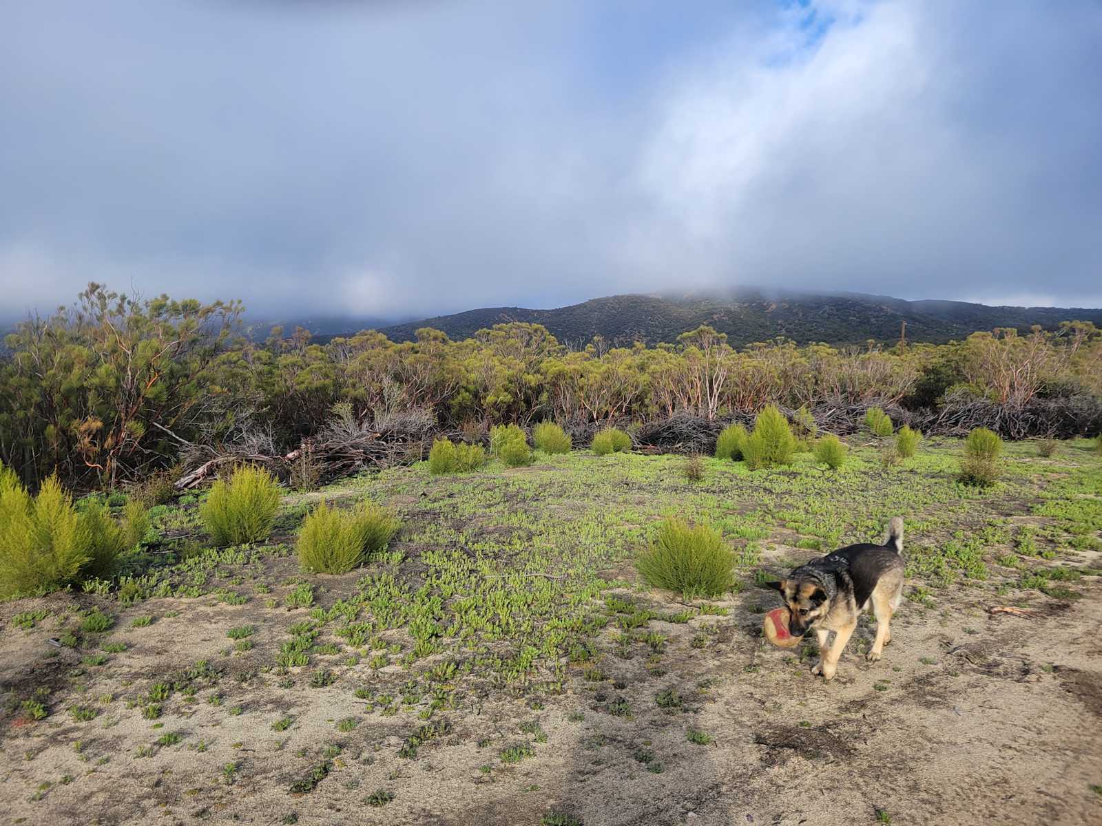 Anzabella - California - glamping.directory