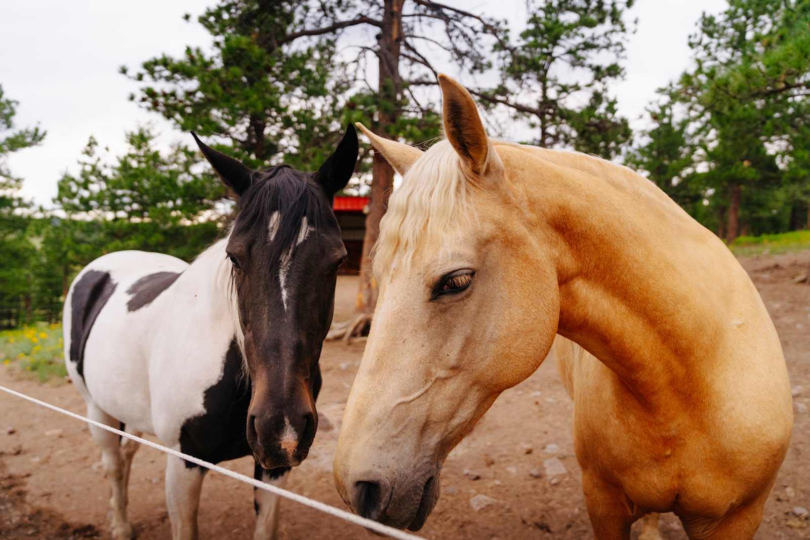 Buckaroo Bunkhouse Camping - Florissant, Colorado - glamping.directory