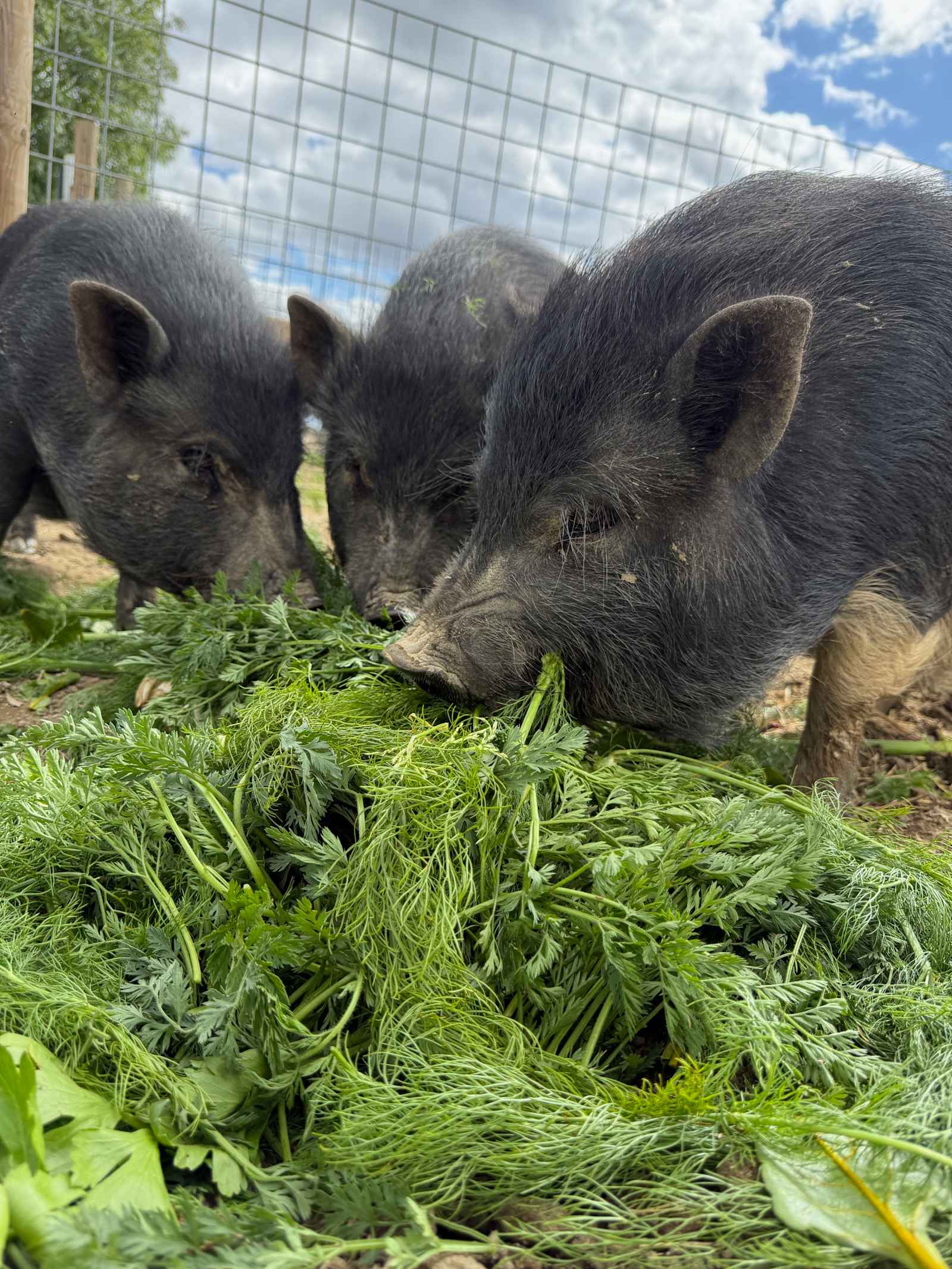 Bakersfield Farm Animals & Pond - California - glamping.directory