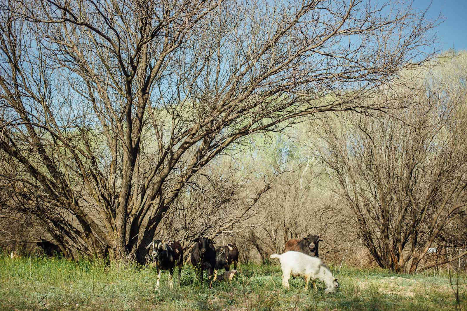 Richard Wizardy's Cynosure Project - Camp Verde, Arizona - glamping.directory