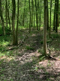 Cozy Secluded Safari Tent Immersed in Nature in Ravenna, Ohio - Ravenna, Ohio - glamping.directory