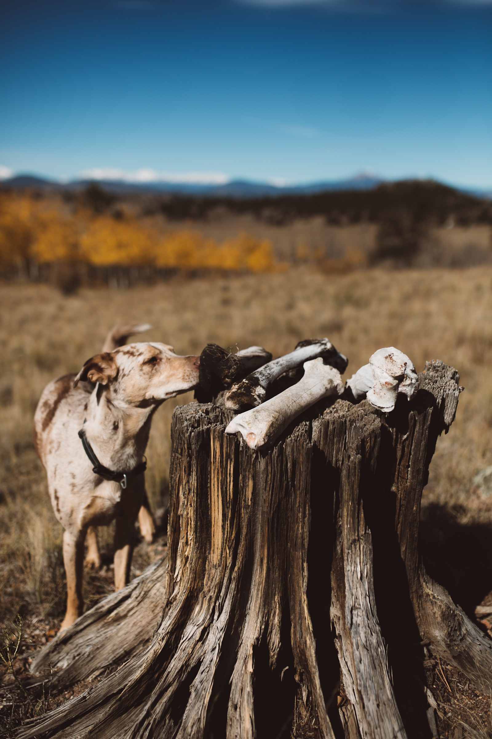 A Special Place in South Park - Hartsel, Colorado - glamping.directory