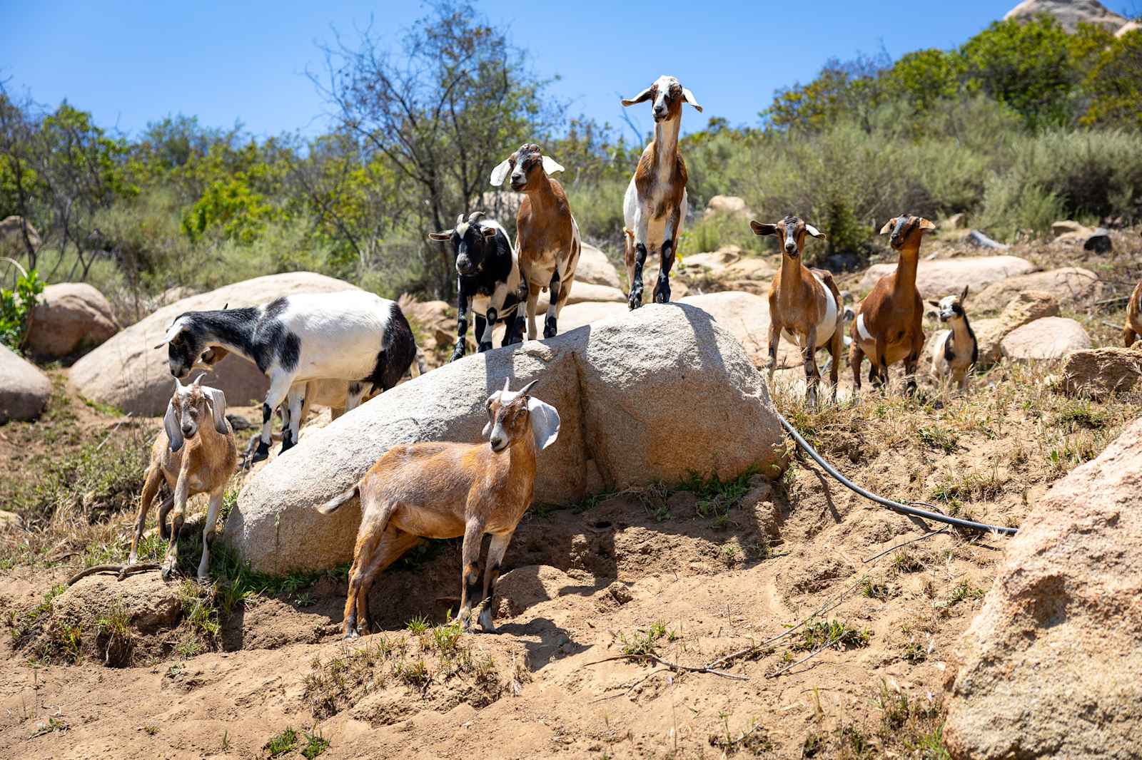 Secluded De Luz Goat Ranch - Fallbrook, California - glamping.directory