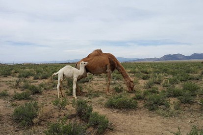 Romantic Camping Yurt on Camel Farm near Alamosa, Colorado - Capulin, Colorado - glamping.directory