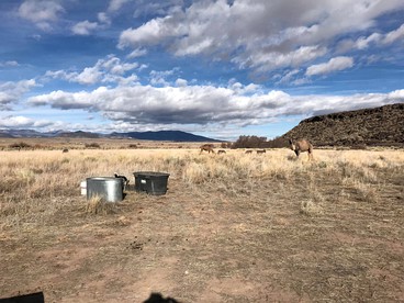 Romantic Camping Yurt on Camel Farm near Alamosa, Colorado - Capulin, Colorado - glamping.directory