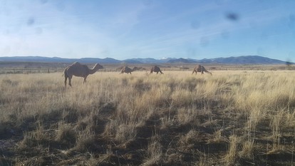 Romantic Camping Yurt on Camel Farm near Alamosa, Colorado - Capulin, Colorado - glamping.directory