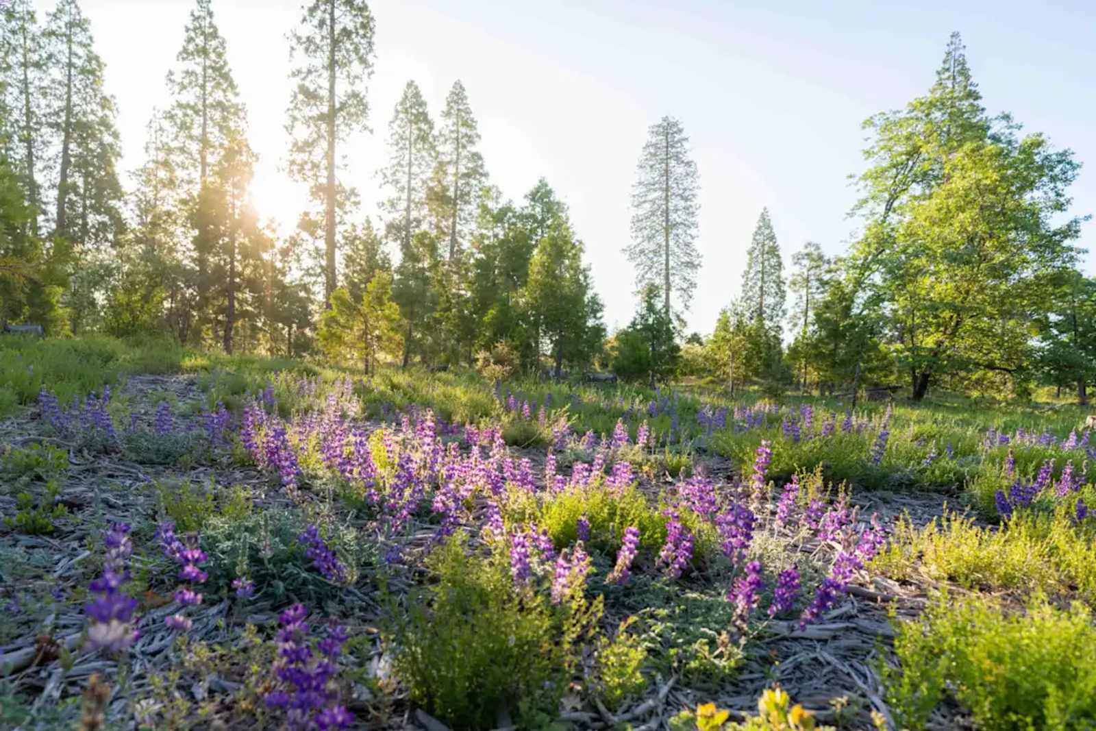 Private lake on 100 acre forest - Auberry, California - glamping.directory
