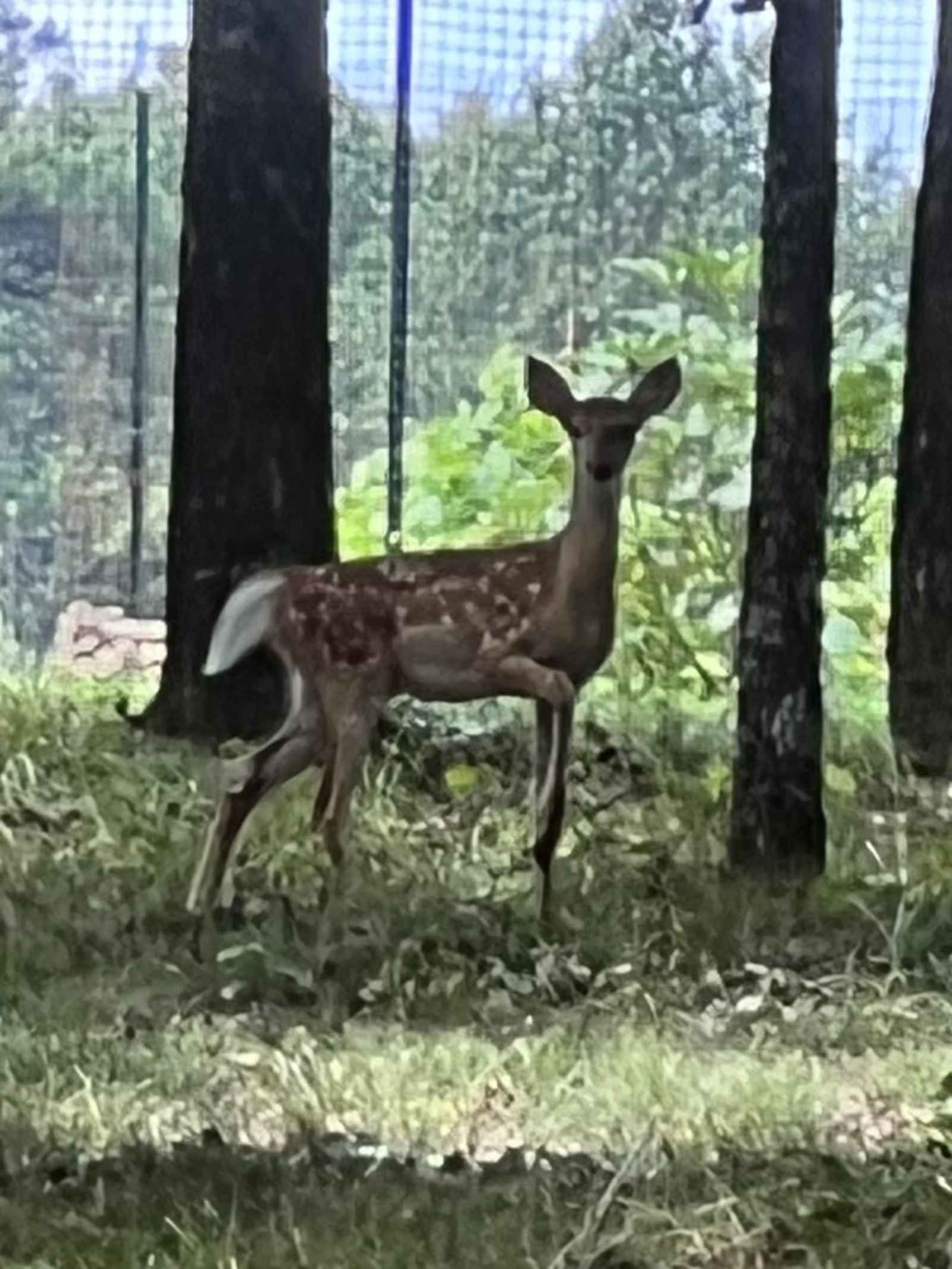 Fawn Meadow - glamping.directory