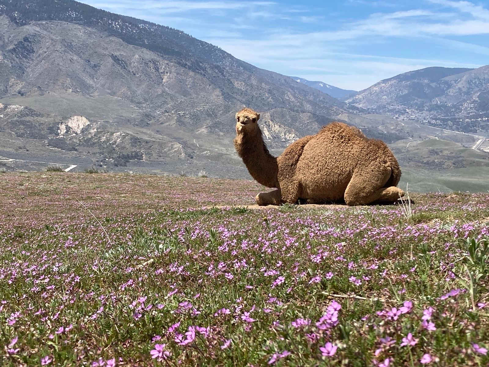 Lone Juniper Ranch - California - glamping.directory