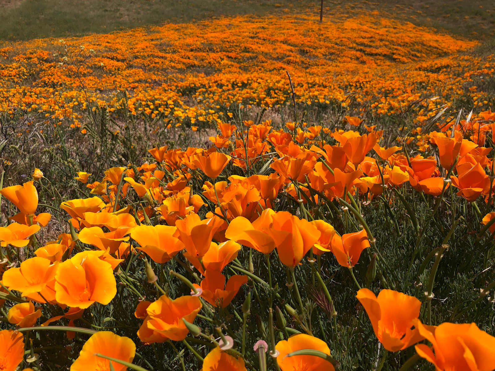 Lone Juniper Ranch - glamping.directory