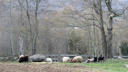 Cozy Family-Friendly Cabin Rental at Bed and Breakfast in Jeffersonville, New York - Jeffersonville, New York - glamping.directory