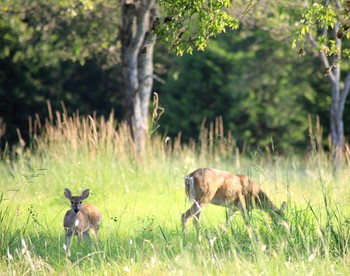 Rustic Retreat on a Ranch with Wildlife Viewing near Lake Tawakoni, Texas - Quinlan, Texas - glamping.directory