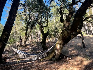 Secluded Airstream for Glamping Near Big Basin, Redwoods California - Boulder Creek, California - glamping.directory