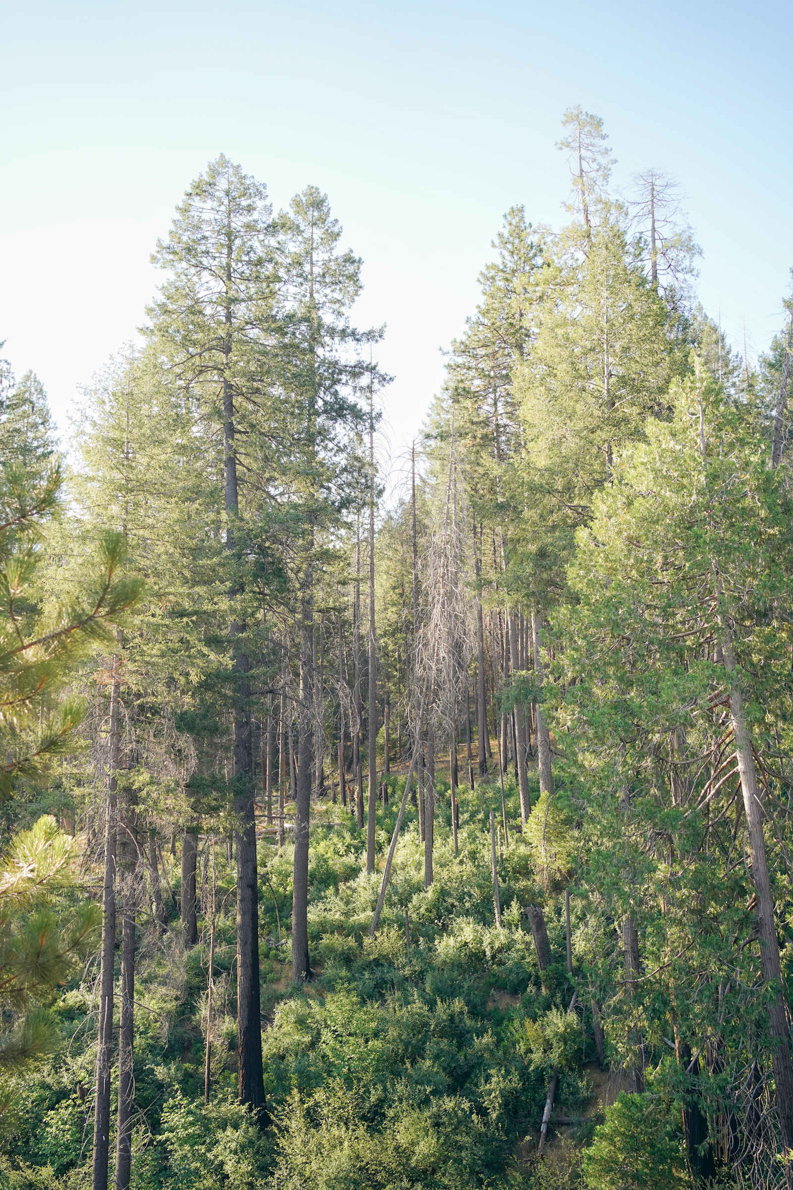 Nolla A-Frames Near Yosemite - Colfax Springs, California - glamping.directory