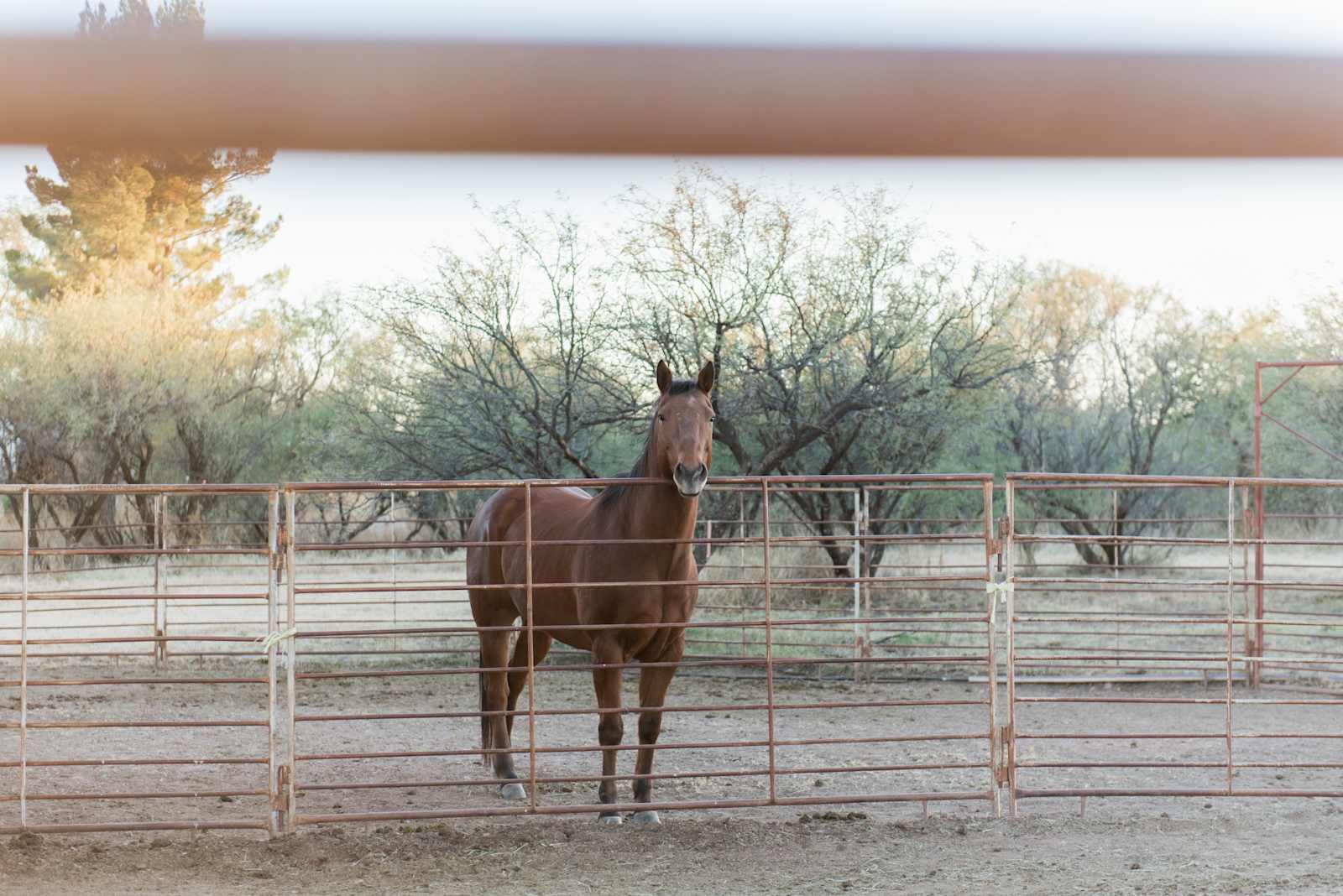 Rancho del Nido RV Horse Camp - Sonoita, Arizona - glamping.directory