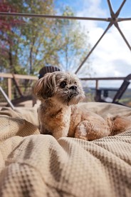 Luxury Fully Equipped Dome with Hot-Tub and Impressive Deck in Tennessee - Altamont, Tennessee - glamping.directory