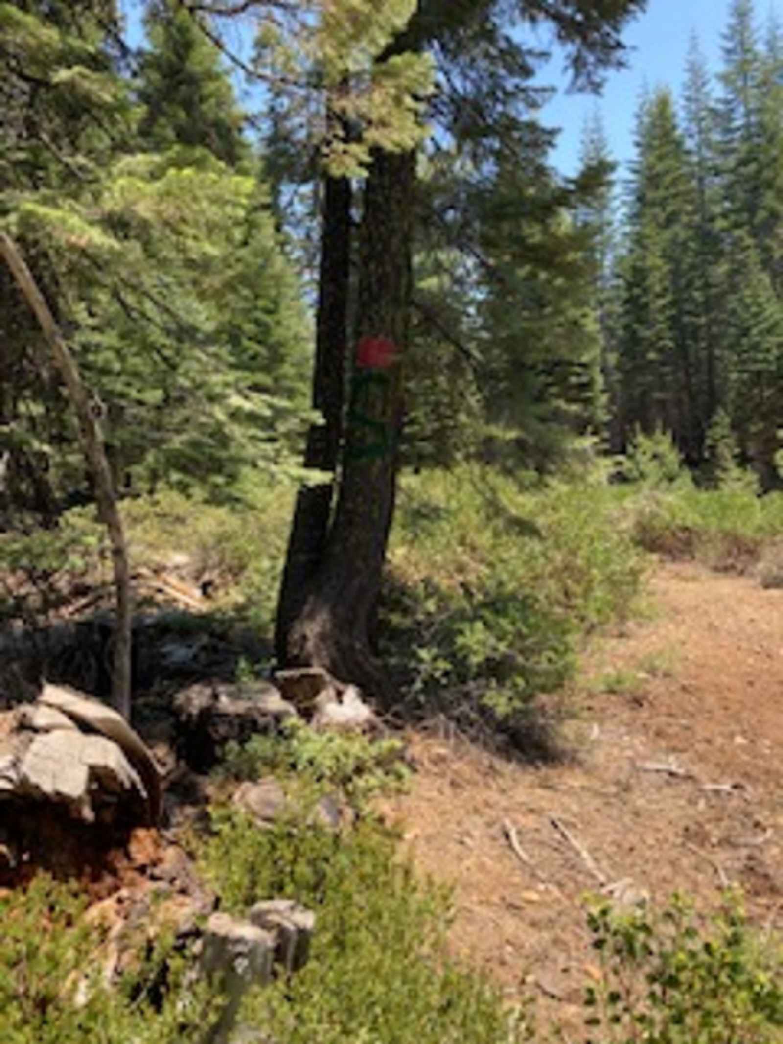 Sugarpine Slopes at Grouse Ridge - Nevada City, California - glamping.directory