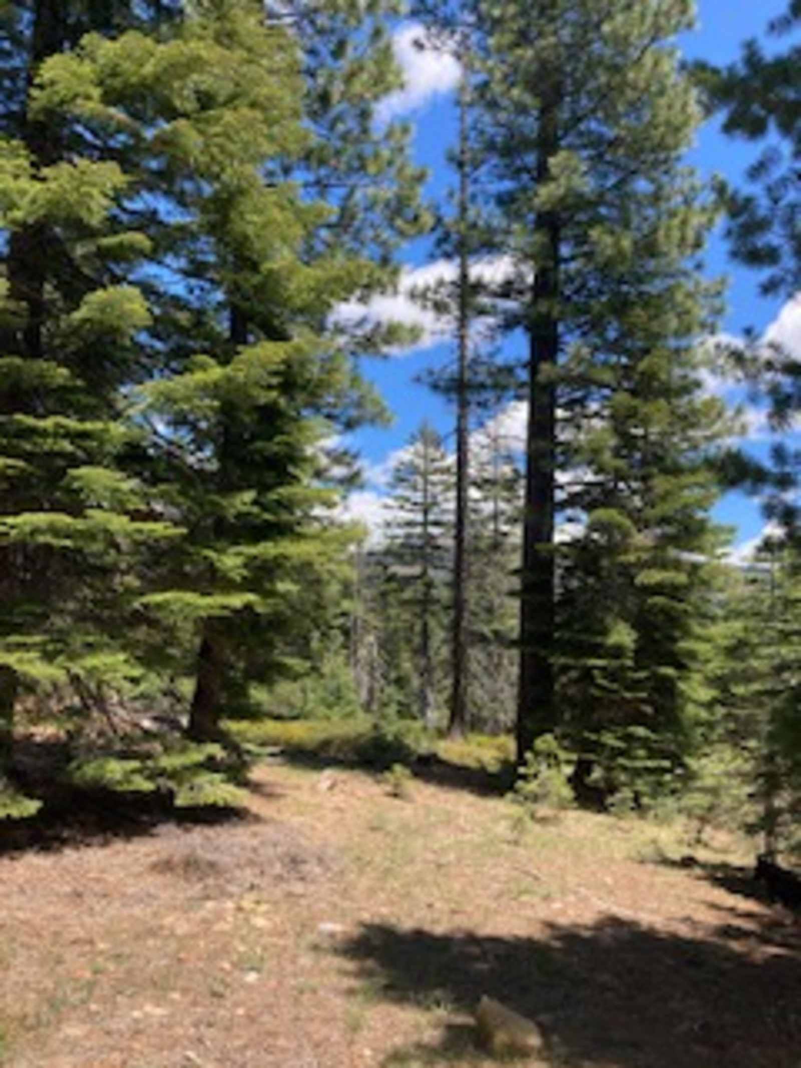 Sugarpine Slopes at Grouse Ridge - Nevada City, California - glamping.directory