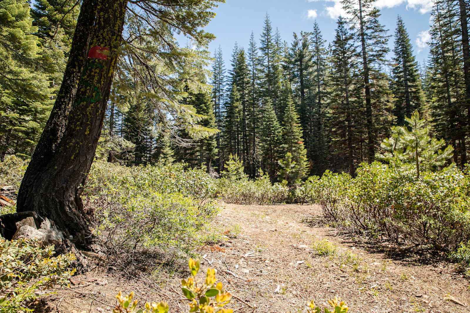 Sugarpine Slopes at Grouse Ridge - Nevada City, California - glamping.directory