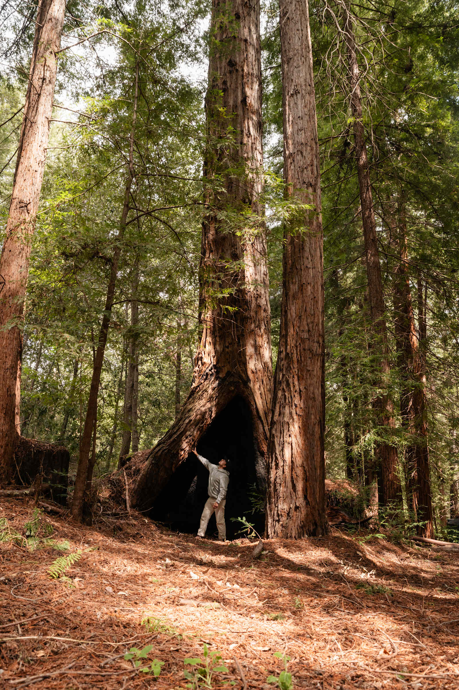 Sacred Earth Retreat (SER) - Boulder Creek, California - glamping.directory