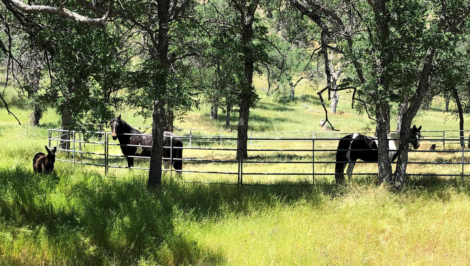 Ace's Yosemite Hide Out - Coarsegold, California - glamping.directory
