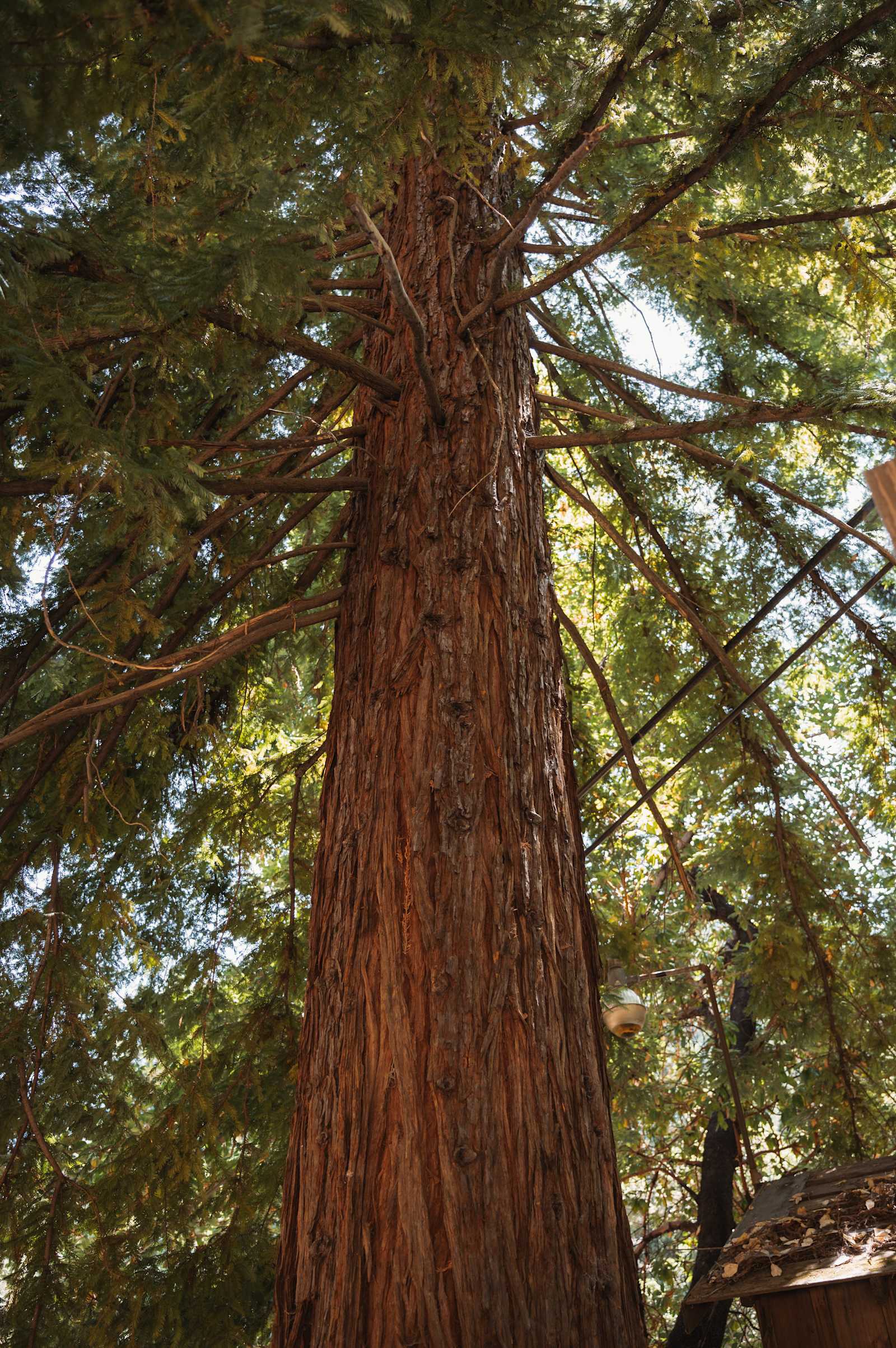 Redwood Meadows - Saratoga, California - glamping.directory